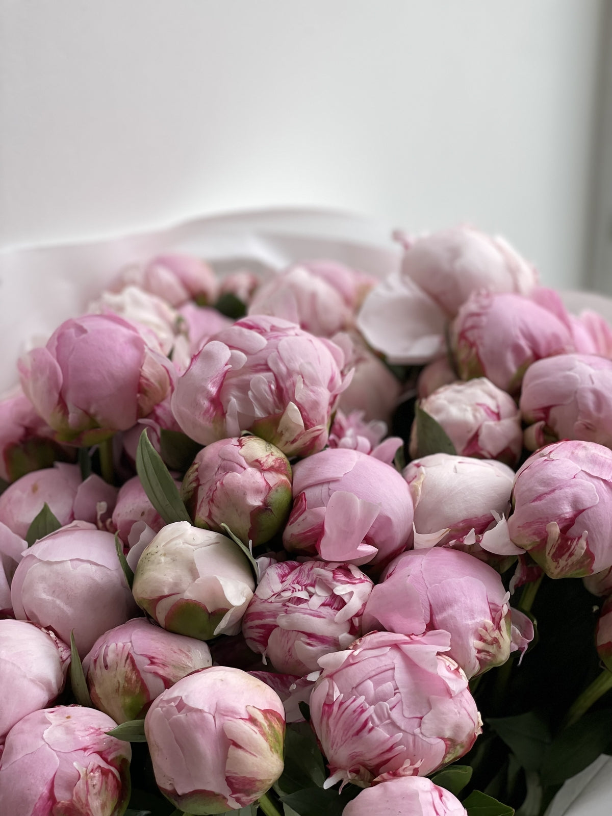 Sara Bernhardt Peonies