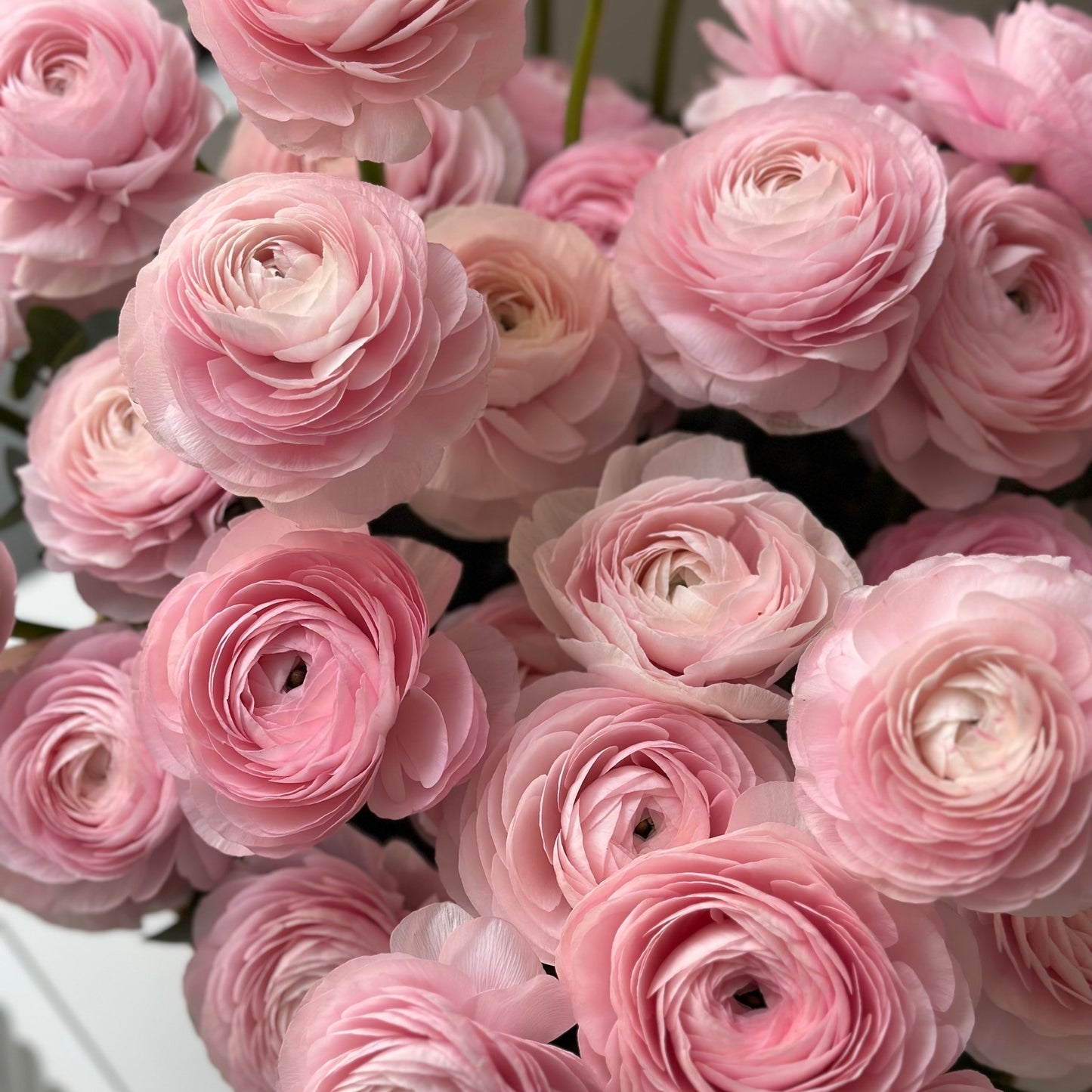 Ranunculus in a basket