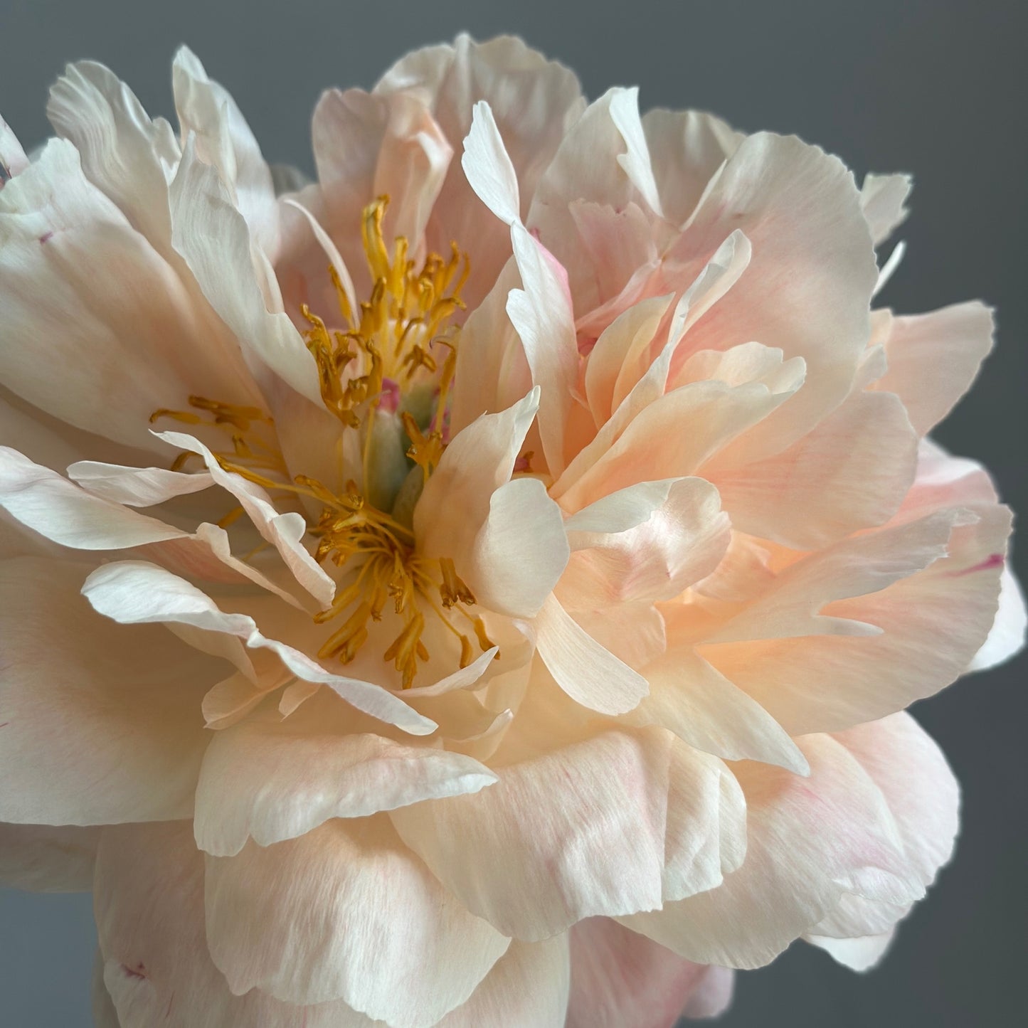 Coral Peonies - Colour Shift