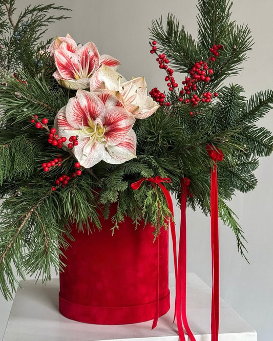 Festive Amaryllis Bloom Box