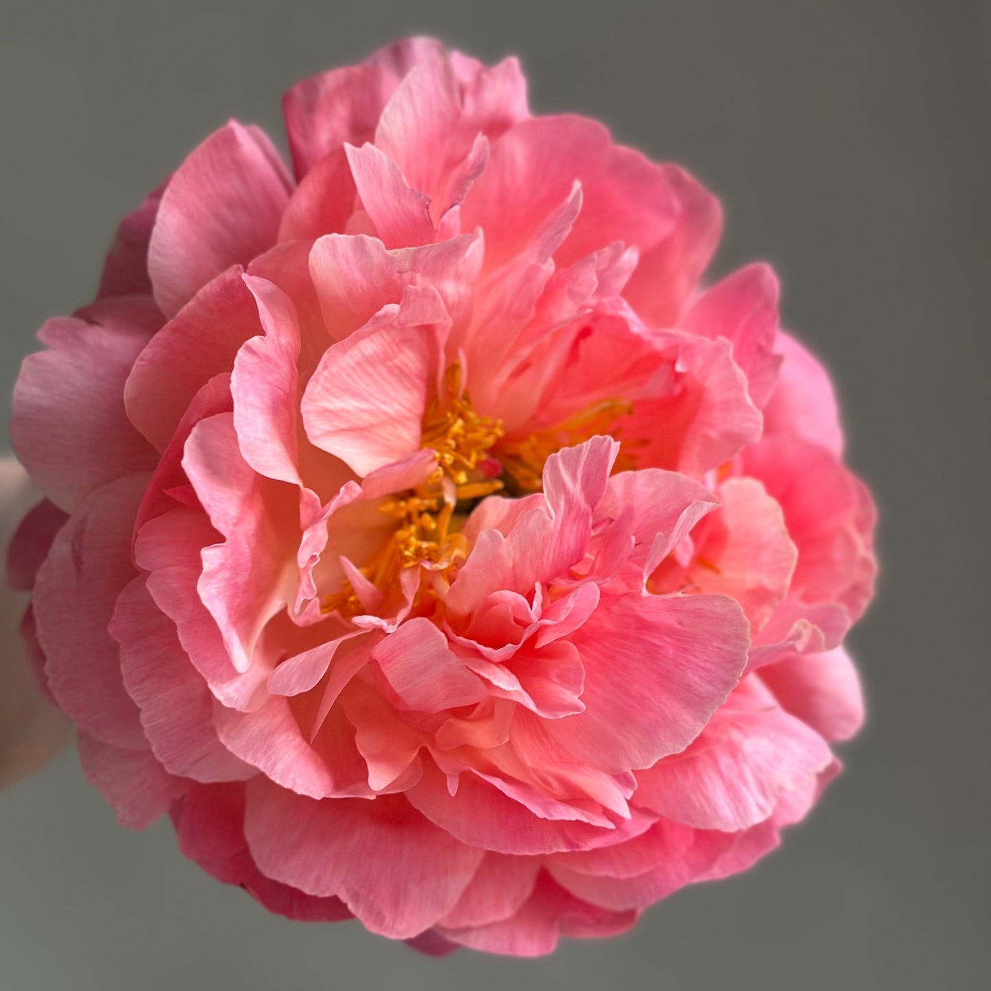 Coral Peonies - Colour Shift