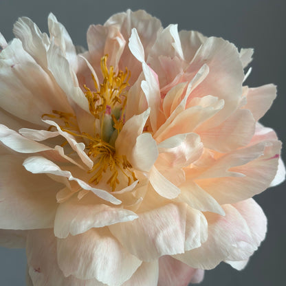 Coral Peonies - Colour Shift