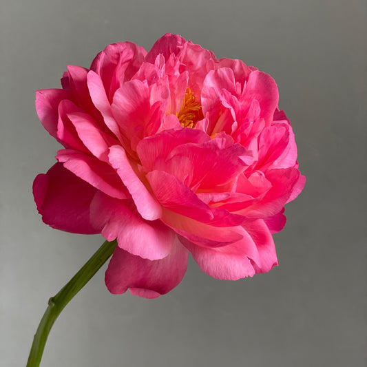 Coral Peonies - Colour Shift